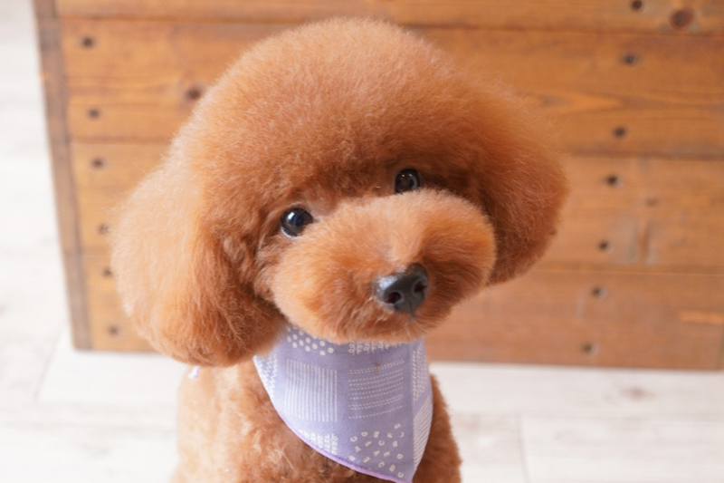 犬種ごとの魅力を引き出すスタイルをご提案