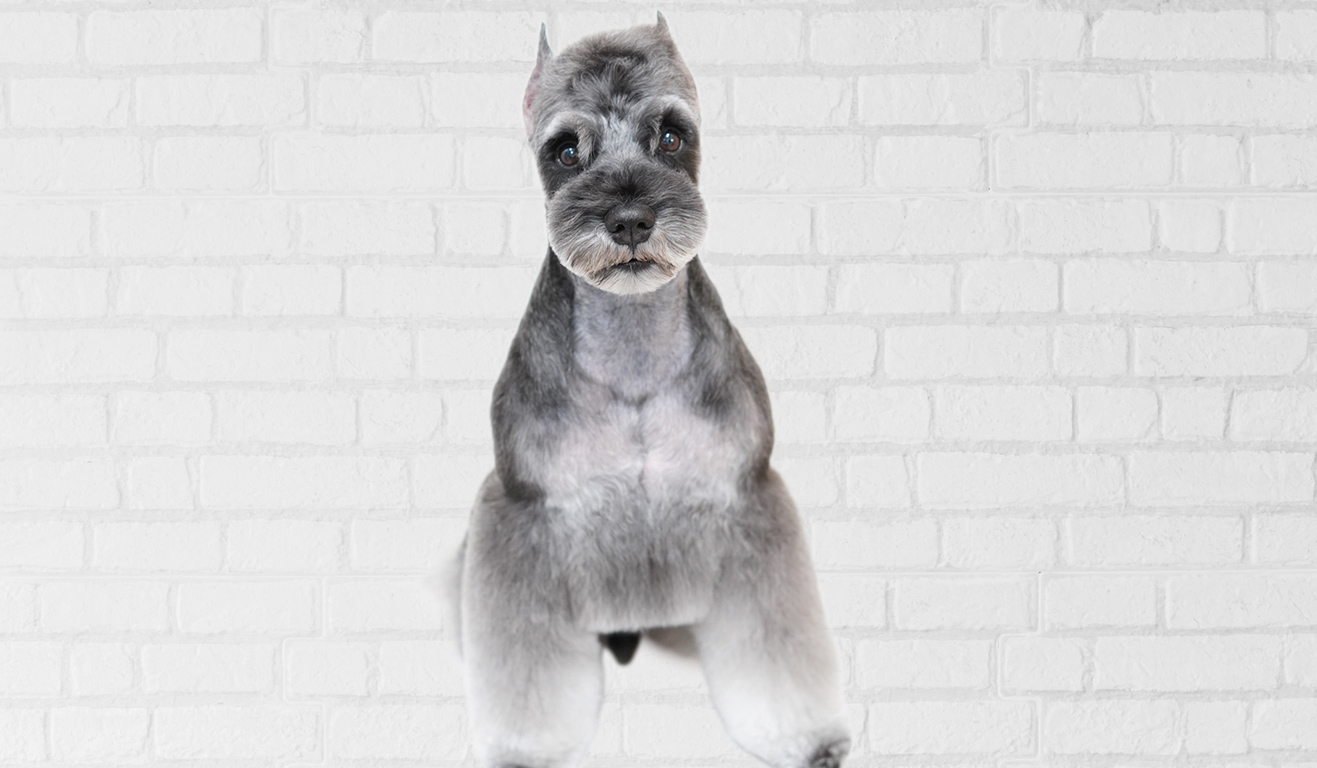 DOG SALON B-style
