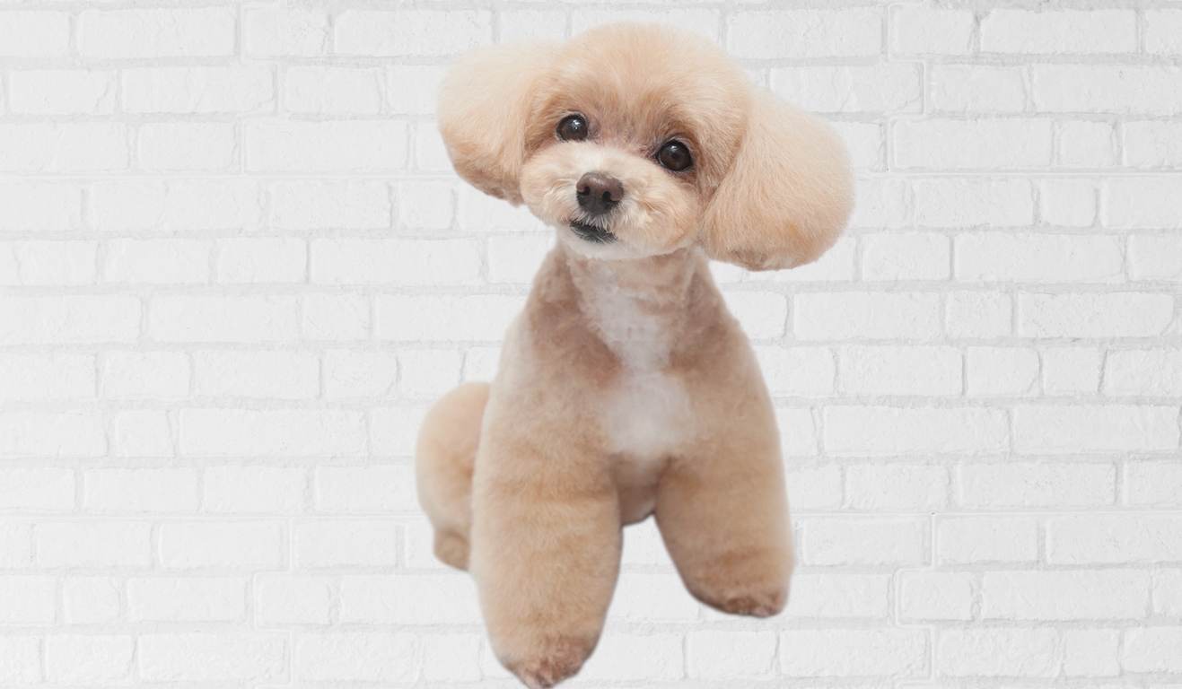 DOG SALON B-style