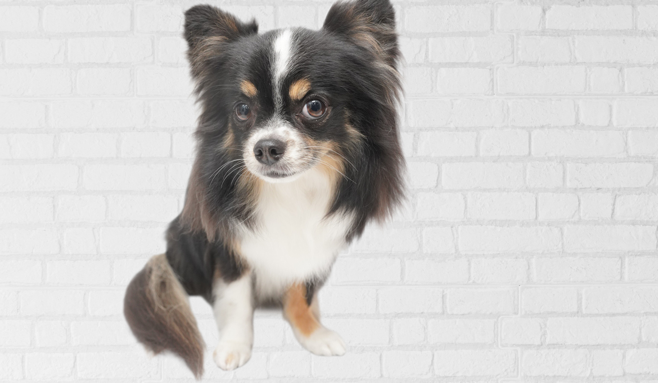 DOG SALON B-style