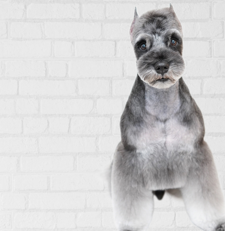 DOG SALON B-style