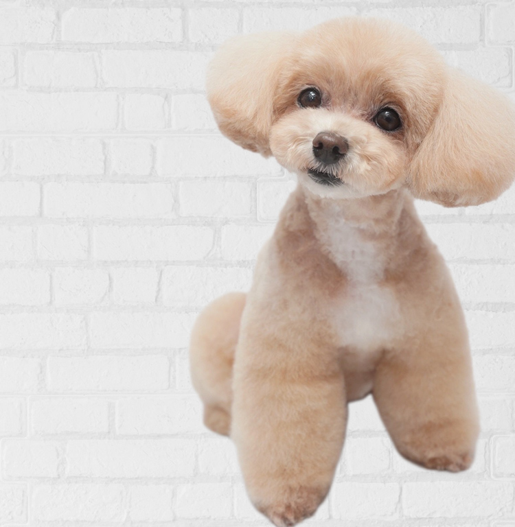 DOG SALON B-style