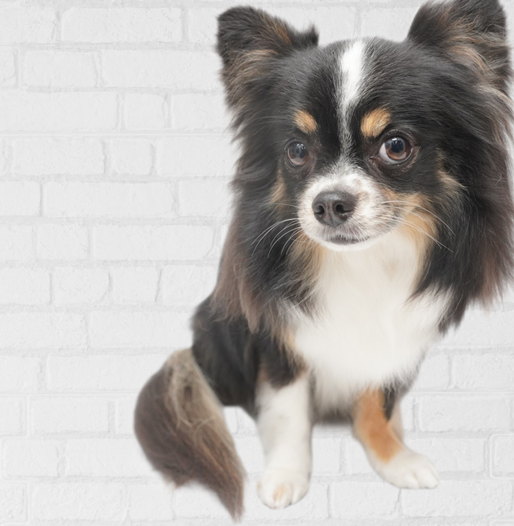 DOG SALON B-style